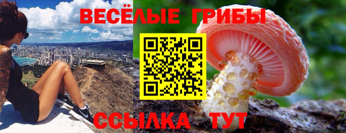Псилоцибиновые грибы Cubensis Сосновый Бор